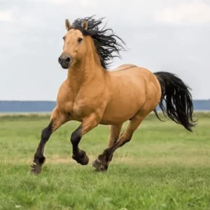 Horses.